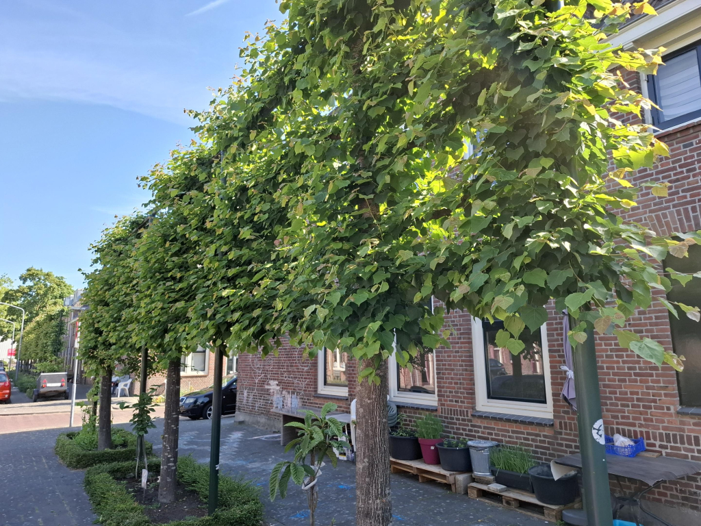 Foto 14 van Johannes Spaanstraat 24 in Dordrecht