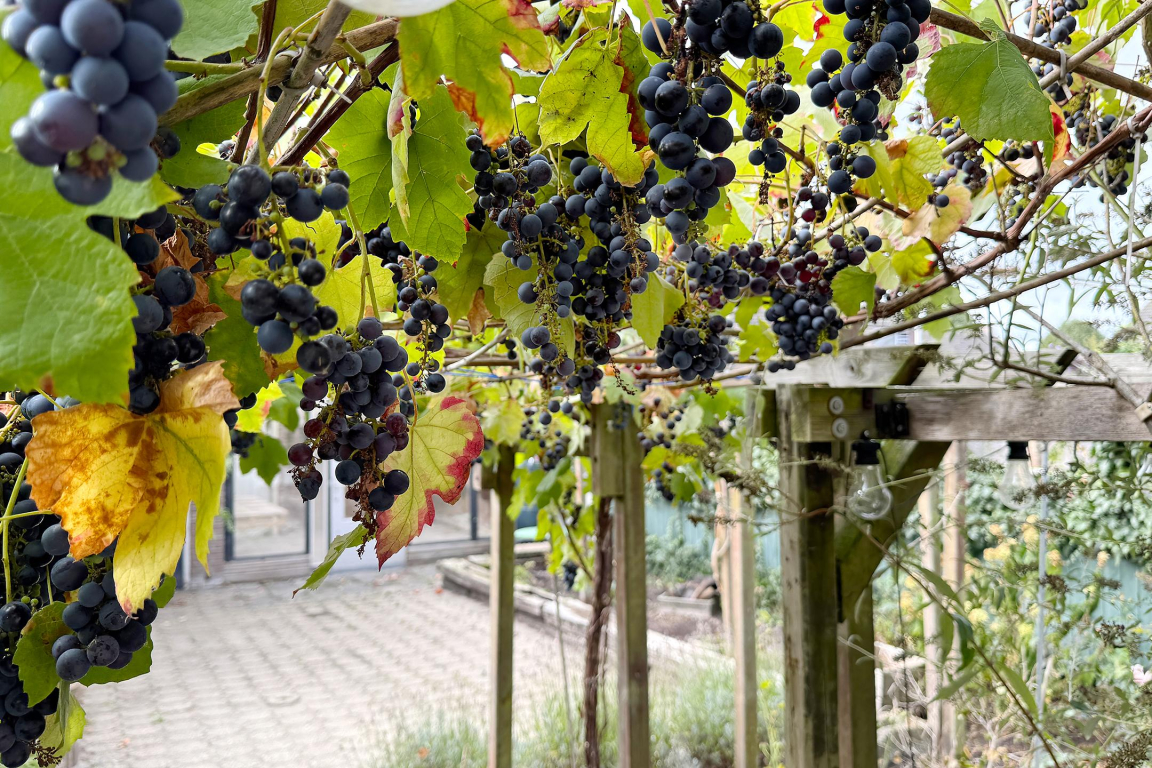 Foto 47 van Houtmolen 12 in Dinteloord